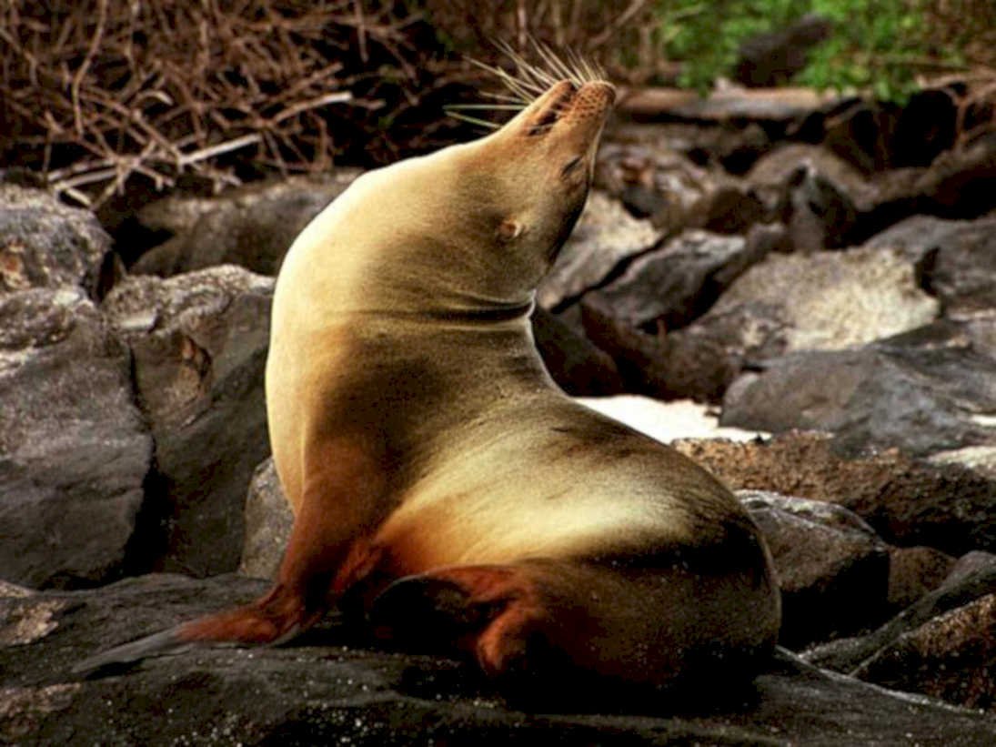 galapagos sea lion1980s 1990s A4 Photo Print