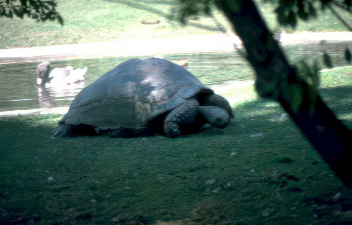 galapagos tortoise pond Vintage A4 Photo Print