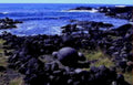 galapagos turtle rocks1980s 1990s A4 Photo Print
