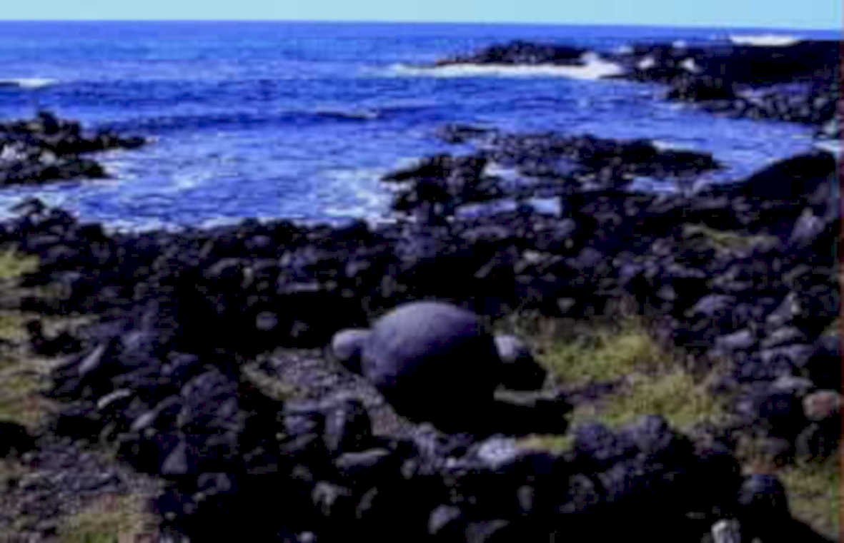 galapagos turtle rocks1980s 1990s A4 Photo Print