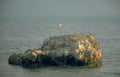 gannets island sea Vintage A4 Photo Print