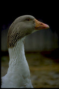 gansus goose headshot1980s 1990s A4 Photo Print