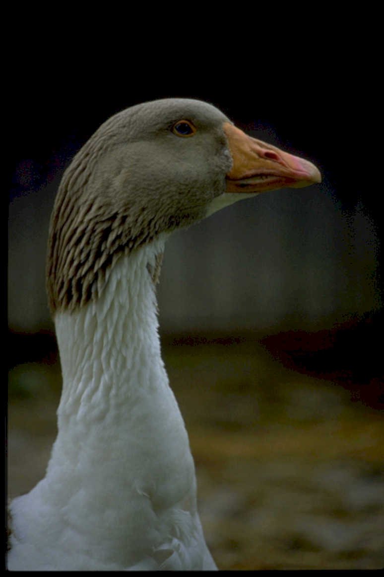 gansus goose headshot1980s 1990s A4 Photo Print