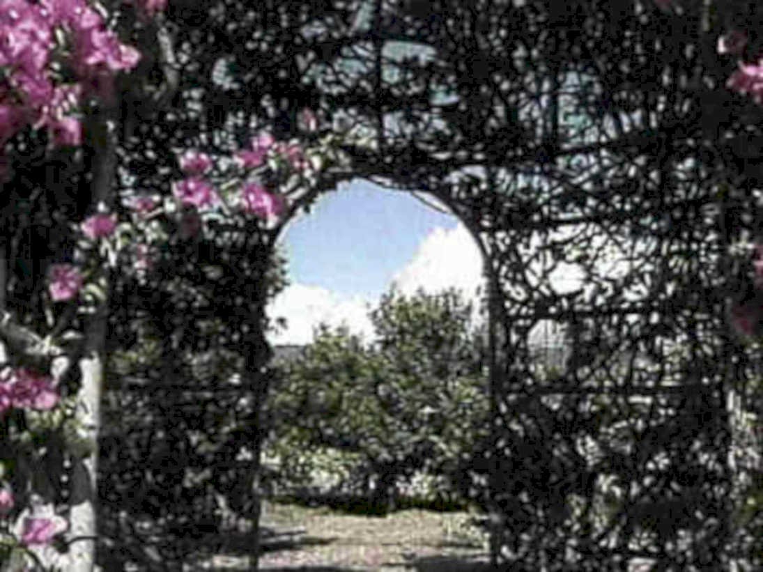 garden archway roses1980s 1990s A4 Photo Print