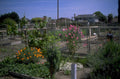 garden beds 1998 1980s 1990s A4 Photo Print