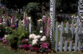 garden display foxgloves 1980s 1990s A4 Photo Print 42
