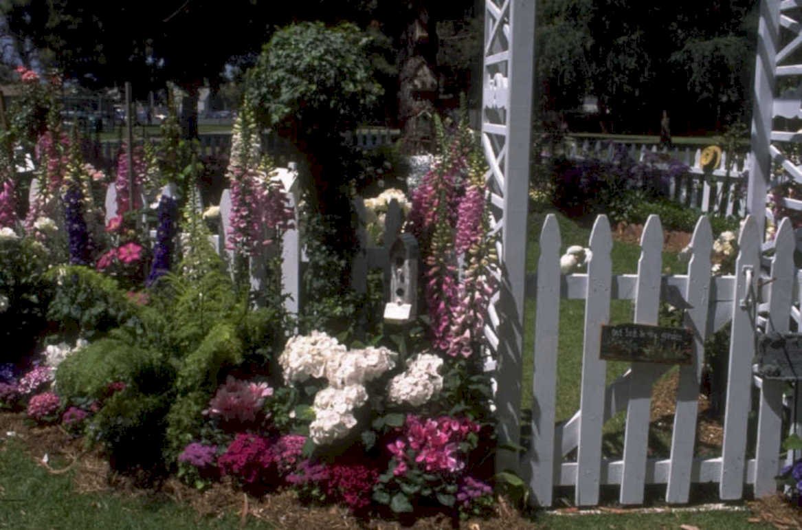 garden display foxgloves 1980s 1990s A4 Photo Print 42