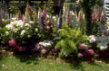 garden display foxgloves 1980s 1990s A4 Photo Print