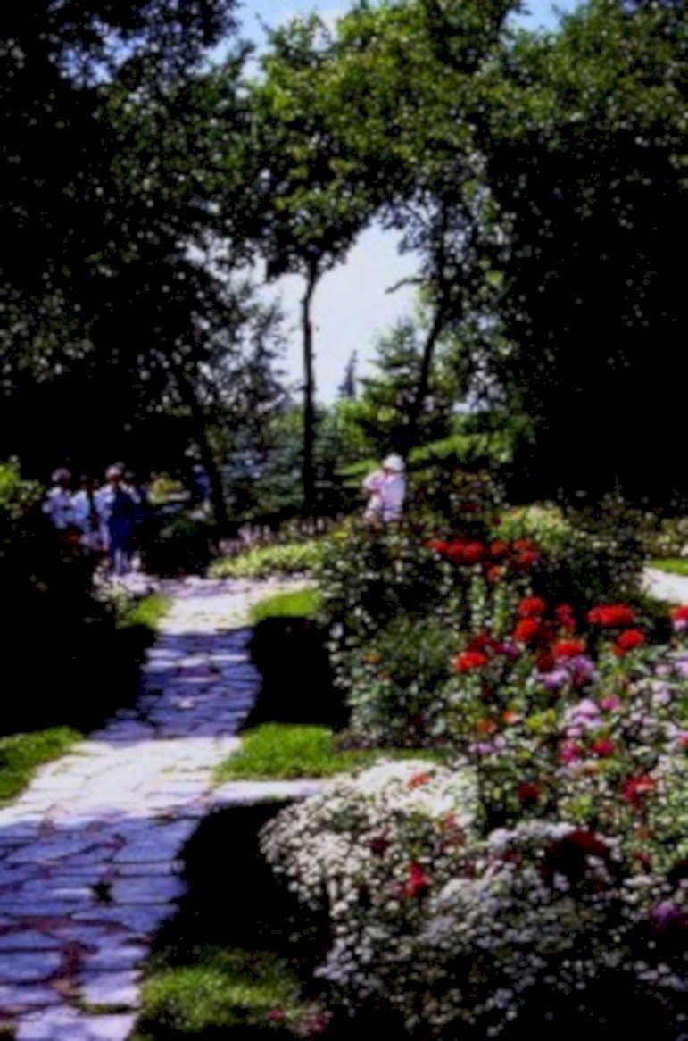 garden path roses1980s 1990s A4 Photo Print