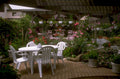 garden patio bloomhaven 1980s 1990s A4 Photo Print