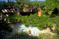garden pergola vines 1980s 1990s A4 Photo Print