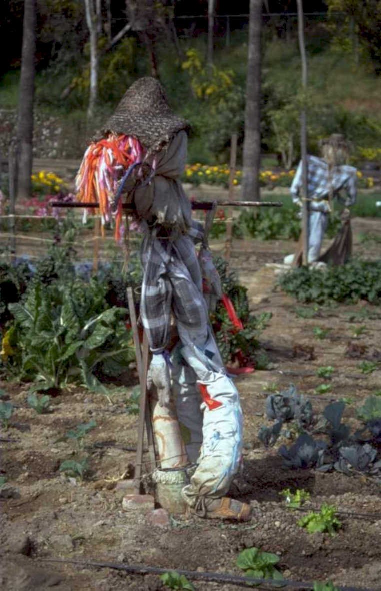 garden scarecrow vegetables 1980s 1990s A4 Photo Print