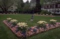 garden tulips statue 1980s 1990s A4 Photo Print