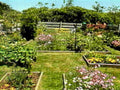 garden vegetables fence1980s 1990s A4 Photo Print