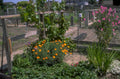 garden vegetables flowers 1980s 1990s A4 Photo Print