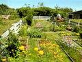 garden vegetables flowers1980s 1990s A4 Photo Print