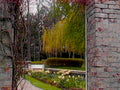 garden willow narcissus1980s 1990s A4 Photo Print