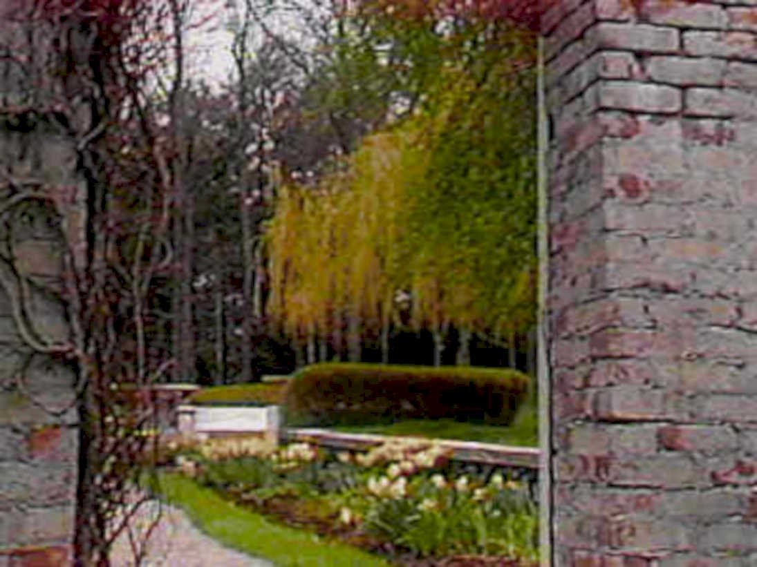 garden willow narcissus1980s 1990s A4 Photo Print