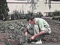 gardening man plants1980s 1990s A4 Photo Print