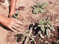 gardening plants leaves1980s 1990s A4 Photo Print