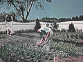 gardening vegetables 1950s1980s 1990s A4 Photo Print