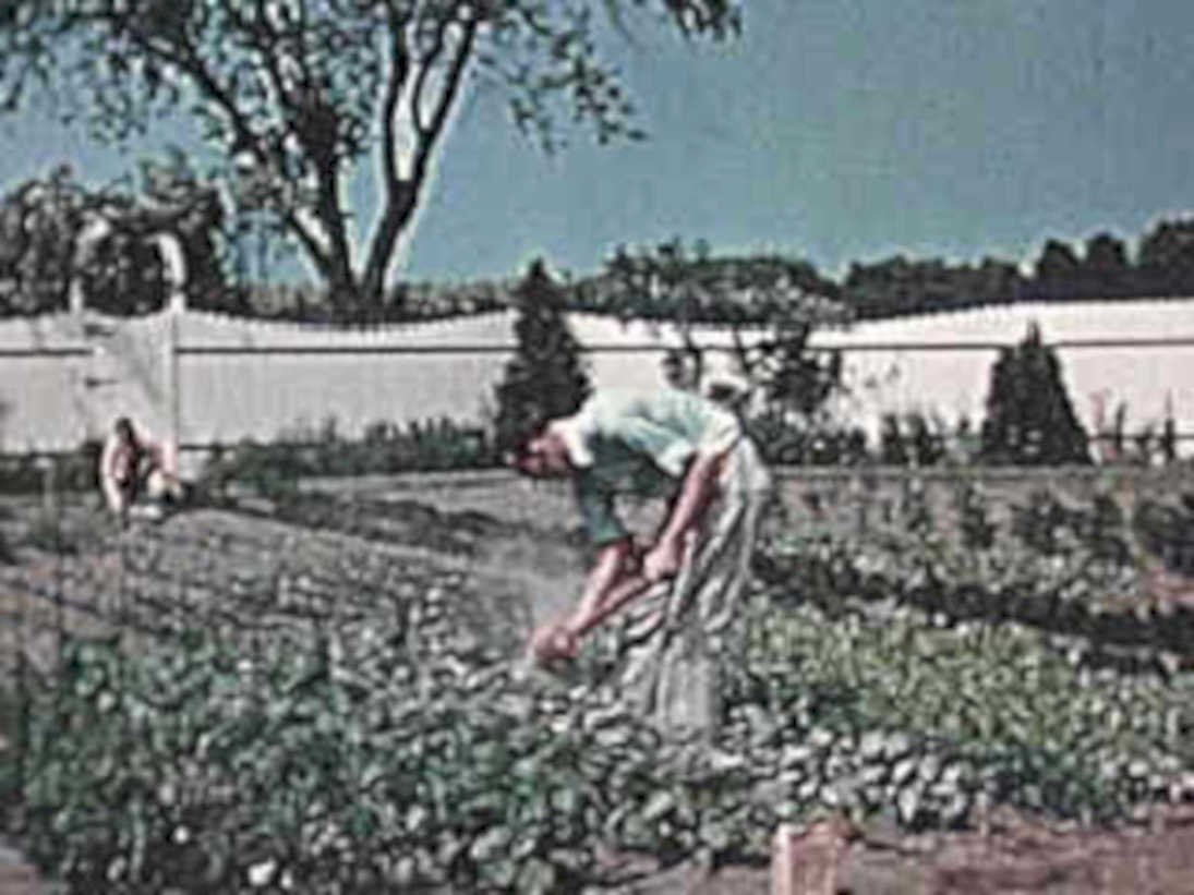 gardening vegetables 1950s1980s 1990s A4 Photo Print