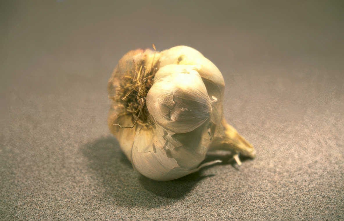 garlic bulb roots Vintage A4 Photo Print