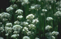 garlic mustard meadow Vintage A4 Photo Print