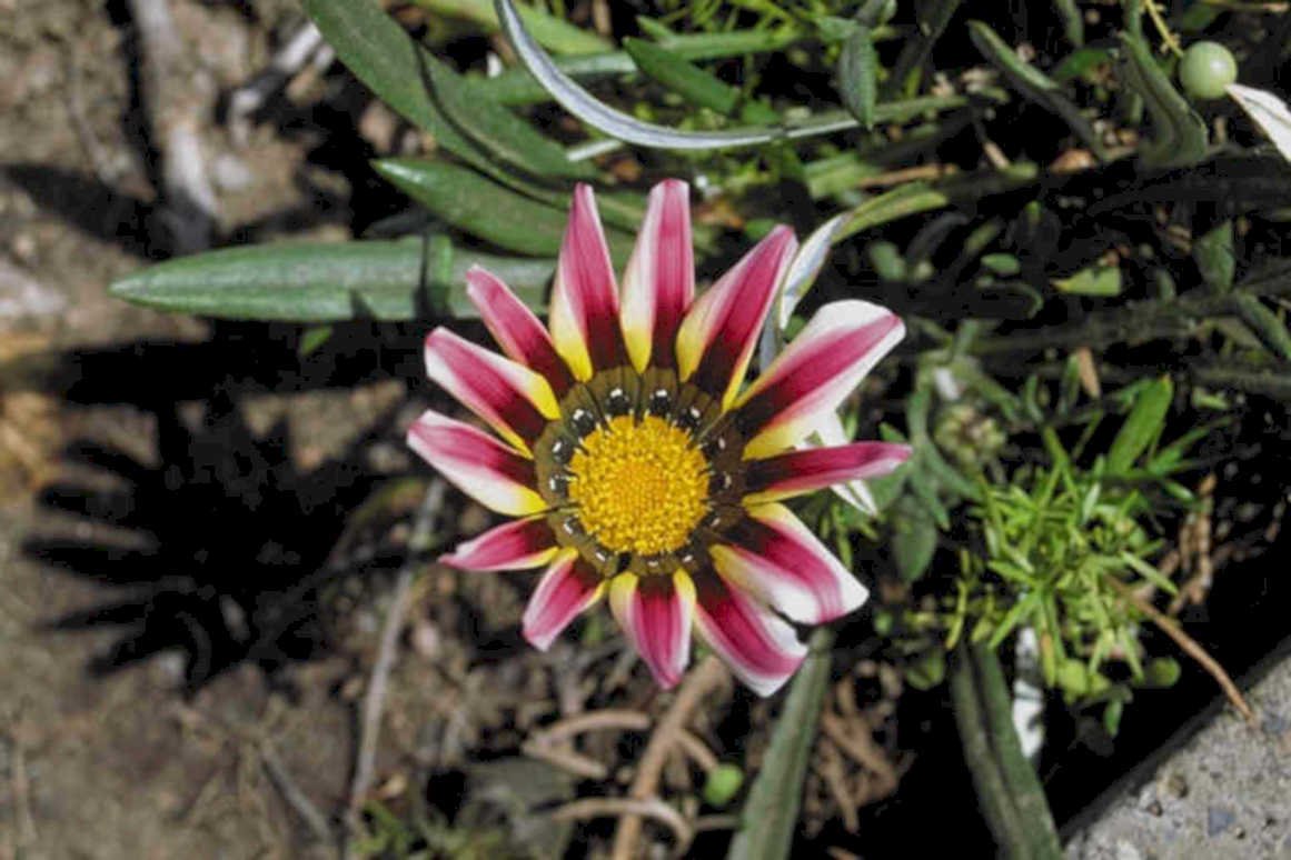 gazania flower pink1980s 1990s A4 Photo Print