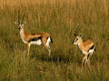 gazelles grass savanna1980s 1990s A4 Photo Print