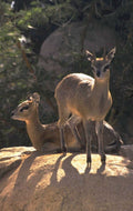 gazelles rocks shadows 1980s 1990s A4 Photo Print