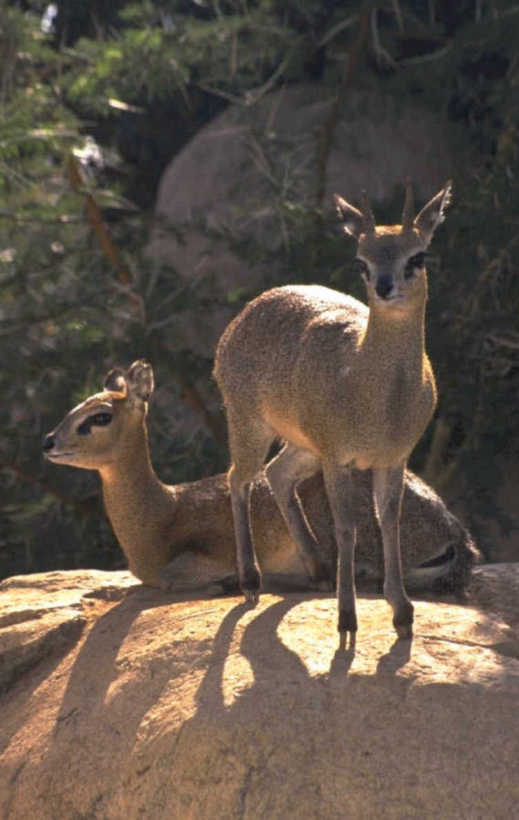 gazelles rocks shadows 1980s 1990s A4 Photo Print