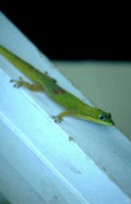 gecko fence spots Vintage A4 Photo Print