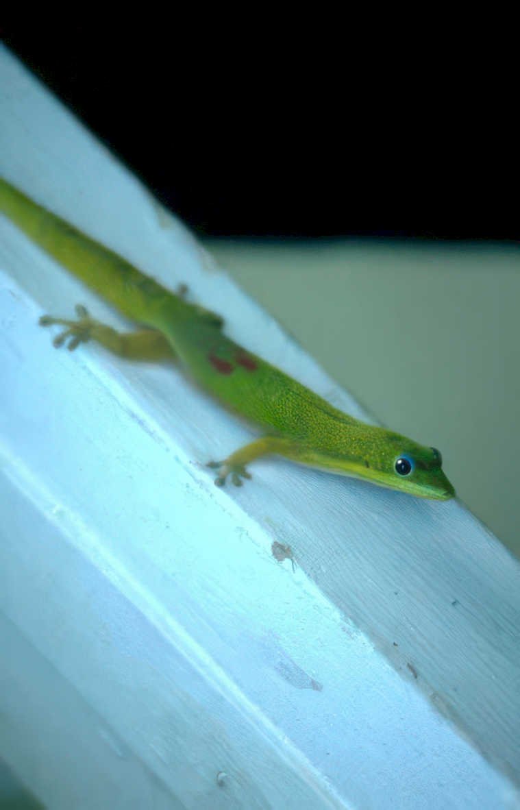 gecko fence spots Vintage A4 Photo Print