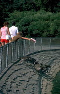 geese bridge family Vintage A4 Photo Print
