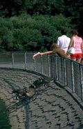 geese bridge park Vintage A4 Photo Print