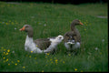 geese dandelions meadow1980s 1990s A4 Photo Print