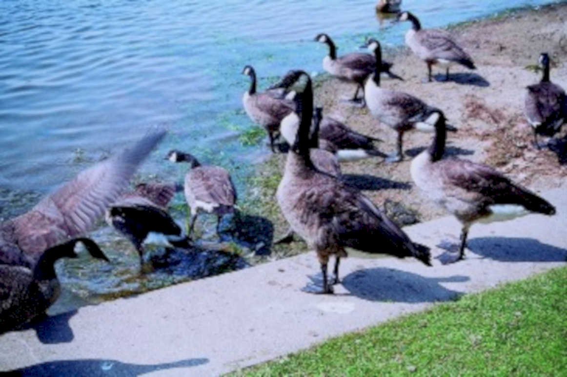 geese lakeside park1980s 1990s A4 Photo Print