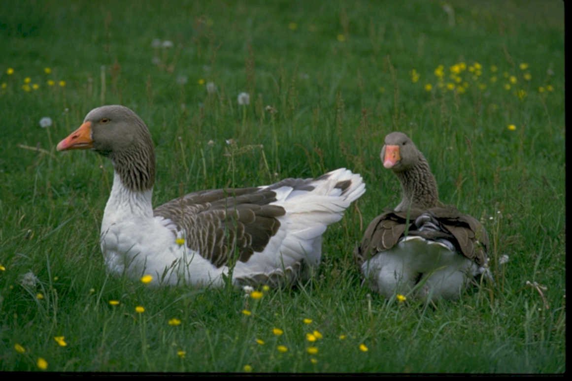 geese meadow wildlife1980s 1990s A4 Photo Print