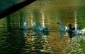 geese pond reflection Vintage A4 Photo Print