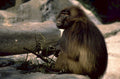 gelada baboon portrait 1980s 1990s A4 Photo Print