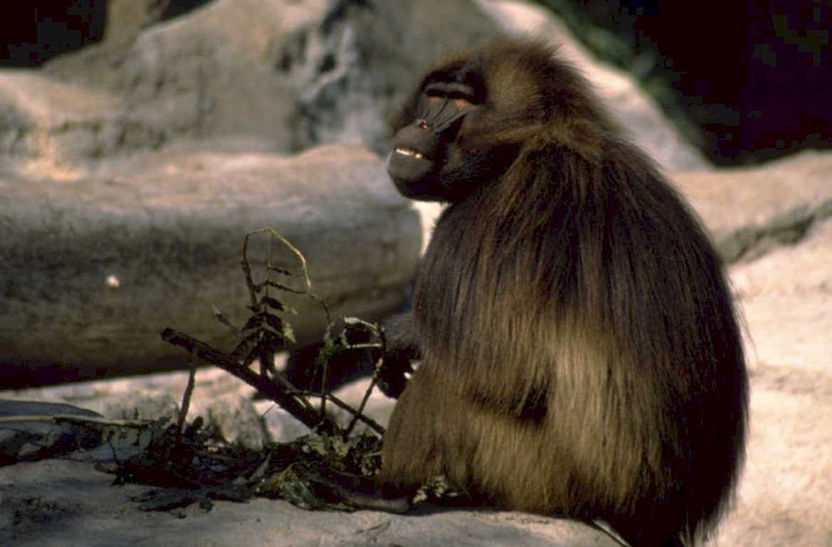 gelada baboon portrait 1980s 1990s A4 Photo Print