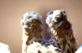 geladababoons twinpair closeup Vintage A4 Photo Print