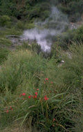 geothermal spring poppy 1980s 1990s A4 Photo Print