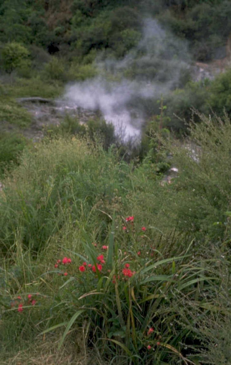 geothermal spring poppy 1980s 1990s A4 Photo Print