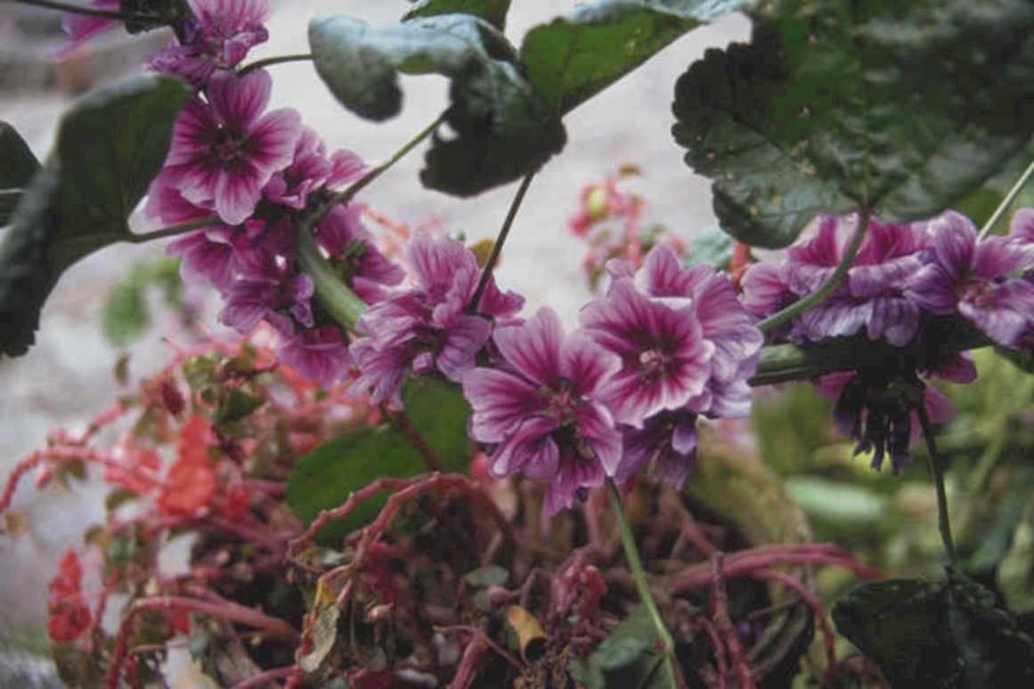 geranium flowers purple1980s 1990s A4 Photo Print