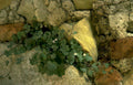 geranium foliage wallside Vintage A4 Photo Print