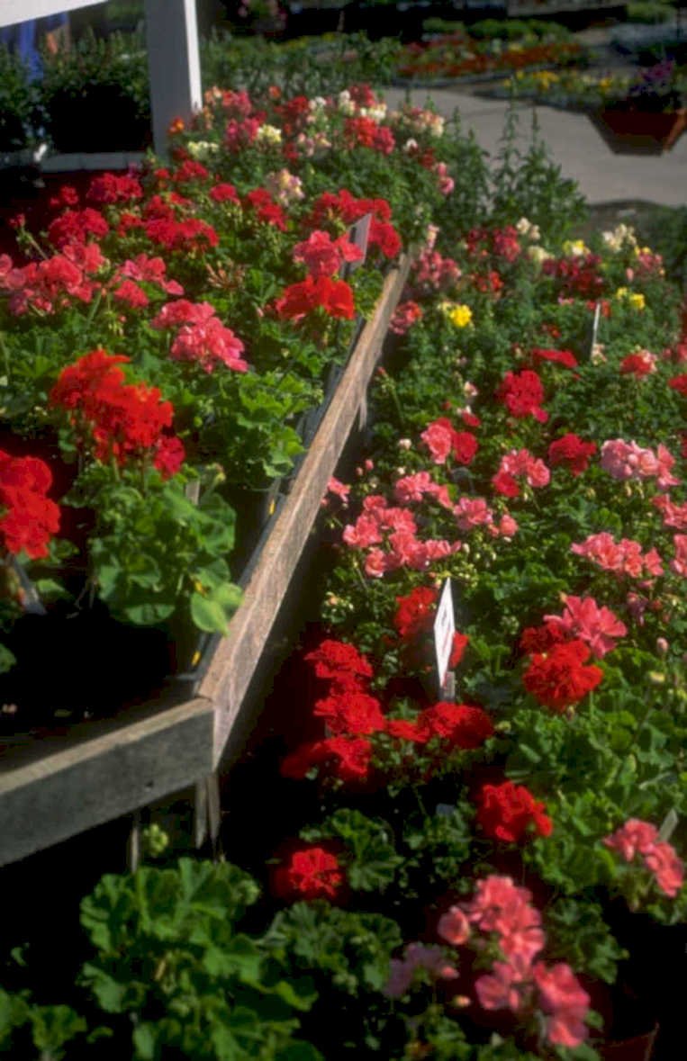 geranium plant display 1980s 1990s A4 Photo Print