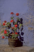 geranium terracotta pot 1980s 1990s A4 Photo Print