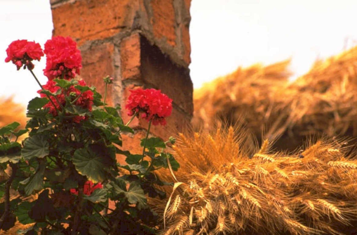 geranium wheat field 1980s 1990s A4 Photo Print